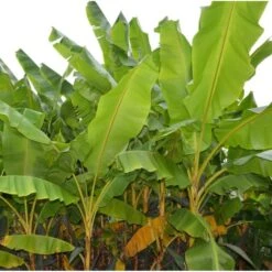 Collection De 3 Bananiers Rustiques -Terre et Verdure 64038bc36bab06.48656338