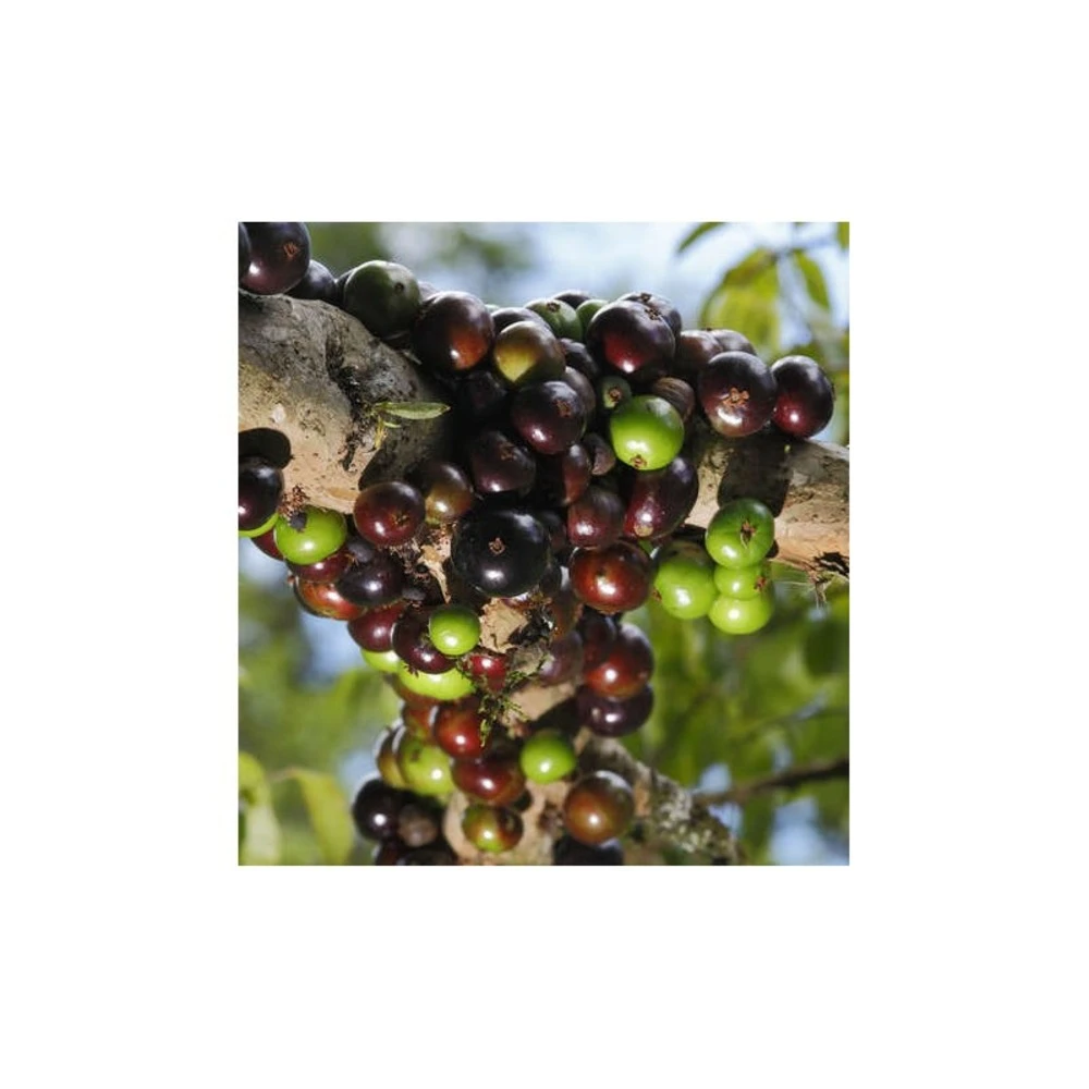 Myrciaria Cauliflora (jaboticaba, Guapuru, Vigne Brésilienne) Blanc - Taille Pot De 3 Litres - 50/60 Cm 4 Myrciaria Cauliflora (jaboticaba, Guapuru, Vigne Brésilienne) Blanc - Taille Pot De 3 Litres - 50/60 Cm – Image 2