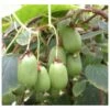 Actinidia Arguta Issai ( Kiwai, Nergi, Kiwi De Sibérie, Kiwi Nain) Taille Pot De 2 Litres ? 40/60 Cm -Terre et Verdure 64038bc662e769.07064365