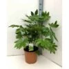 Fatsia Japonica (aralia Du Japon) Blanc - Taille Pot De 14l - 80/100 Cm 1 Fatsia Japonica (aralia Du Japon) Blanc - Taille Pot De 14l - 80/100 Cm -Terre et Verdure 64038bc7da0445.44655797