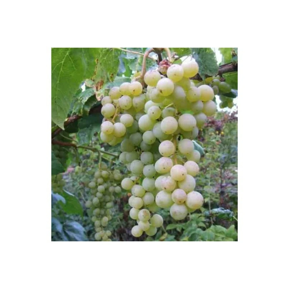 Vigne à Raisin Blanc (vitis Vinifera Himrot) Taille Pot De 2 Litres - 50/70 Cm 4 Vigne à Raisin Blanc (vitis Vinifera Himrot) Taille Pot De 2 Litres - 50/70 Cm – Image 2