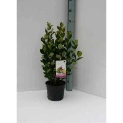 Acca Sellowiana (feijoa Ou Goyave Ananas) Rouge - Taille Pot De 7 Litres ? 100/120 Cm -Terre et Verdure 64038bcd7256f8.10095343