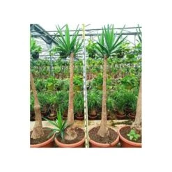 Yucca Elephantipes (yucca Pied D'éléphant) Blanc - Taille Pot De 160l - Ramifié - 180/220cm -Terre et Verdure 64038bd0790c95.70437827