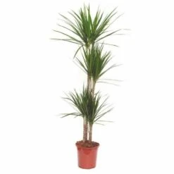 Dracaena Marginata 'green' (dragonnier) Taille Pot De 50l - 150/175cm -Terre et Verdure 64038bd22aa623.33903205