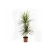 Dracaena Marginata 'green' (dragonnier) Taille Pot De 50l - 150/175cm -Terre et Verdure 64038bd234fea2.61237900