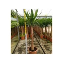 Yucca Elephantipes (yucca Pied D'éléphant) Blanc - Taille Pot De 20 Litres - 110/130 Cm -Terre et Verdure 64038bdc5c90c2.60205893