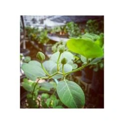 Capparis Spinosa (caprier) Blanc - Taille Pot De 2 Litres ? 20/30 Cm -Terre et Verdure 64038c0b89a017.14176578