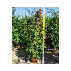 Bougainvillea Vera (bougainvillier Très Florifère) Taille Pot De 3.5l - 80/100cm -Terre et Verdure 64038c19062340.12754263