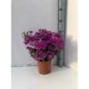 Bougainvillea Vera (bougainvillier Très Florifère) Taille Pot De 3.5l - 80/100cm -Terre et Verdure 64038c190ba0c8.83775597