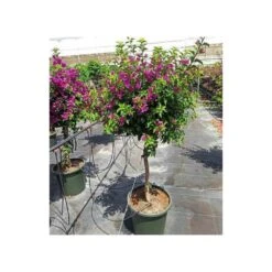 Bougainvillea Vera (bougainvillier Très Florifère) Taille Pot De 3.5l - 80/100cm -Terre et Verdure 64038c190f47a0.95204682