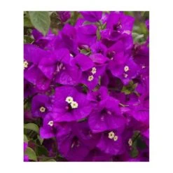 Bougainvillea Vera (bougainvillier Très Florifère) Taille Pot De 3.5l - 80/100cm -Terre et Verdure 64038c191303a1.90677574