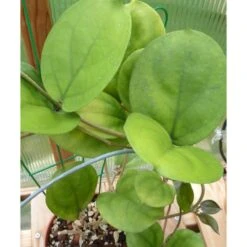 Hoya Lambii (fleur De Porcelaine, Fleur De Cire) Jaune - Taille Pot De 2 Litres - 20/40 Cm -Terre et Verdure 64038f628ef892.20541947