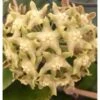 Hoya Lambii (fleur De Porcelaine, Fleur De Cire) Jaune - Taille Pot De 2 Litres - 20/40 Cm -Terre et Verdure 64038f6294ac56.58871658