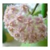 Hoya Erythrostemma Rose (fleur De Porcelaine, Fleur De Cire) Rose - Taille Pot De 2 Litres - 20/40 Cm -Terre et Verdure 64038f64cbec05.82239776