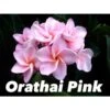 Plumeria Rubra "orathai Pink" (frangipanier) Rose - Taille Pot De 2 Litres ? 20/30 Cm -Terre et Verdure 64038f6715e2b2.46302034