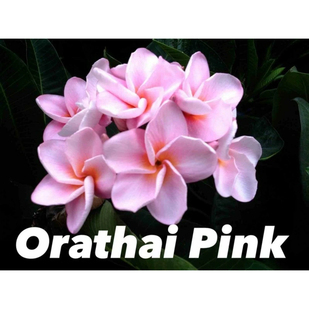 Plumeria Rubra "orathai Pink" (frangipanier) Rose - Taille Pot De 2 Litres ? 20/30 Cm 3 Plumeria Rubra "orathai Pink" (frangipanier) Rose - Taille Pot De 2 Litres ? 20/30 Cm