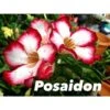 Adenium Obesum Cv.posaidon Rouge - Taille Caudex D'environ 150g 1 Adenium Obesum Cv.posaidon Rouge - Taille Caudex D'environ 150g -Terre et Verdure 640391b21d4191.36659223