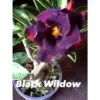Adenium Obesum Cv.black Wildow Noir - Taille Caudex D'environ 2000g 25/30cm Très Gros Caudex -Terre et Verdure 640391b54999a3.33719377