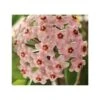Hoya Carnosa (fleurs Rose) (fleur De Porcelaine, Fleur De Cire) - Taille Pot De 2 Litres - 20/40 Cm -Terre et Verdure 640391bb743a36.90954455