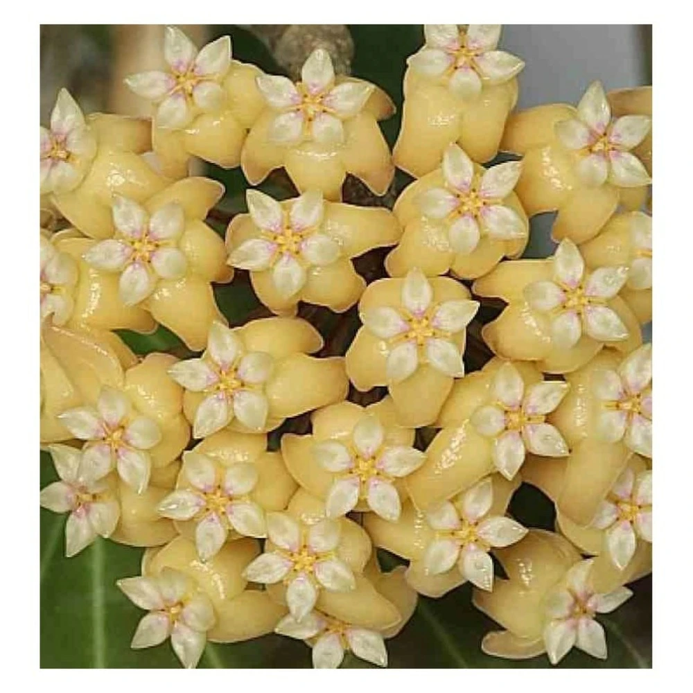 Hoya Cominsii (fleur De Porcelaine, Fleur De Cire) Jaune - Taille Pot De 2 Litres - 20/40 Cm 3 Hoya Cominsii (fleur De Porcelaine, Fleur De Cire) Jaune - Taille Pot De 2 Litres - 20/40 Cm