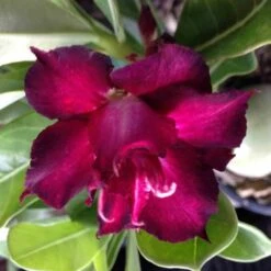 Adenium Obesum Cv.muang Dang Rouge - Taille Caudex D'environ 300g 20/25cm -Terre et Verdure 640391c1ae8e60.38146213