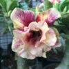 Adenium Obesum Cv.of Love Jaune Rose - Taille Caudex D'environ 300g 20/25cm -Terre et Verdure 640391c31b3014.56686463