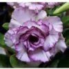Adenium Obesum Cv.carnation Violet - Taille Caudex D'environ 150g -Terre et Verdure 640391c48c6095.33451533