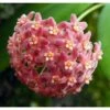 Hoya Camphorifolia (fleur De Porcelaine, Fleur De Cire) Rose - Taille Pot De 2 Litres - 20/40 Cm -Terre et Verdure 640391c5e16935.93437494