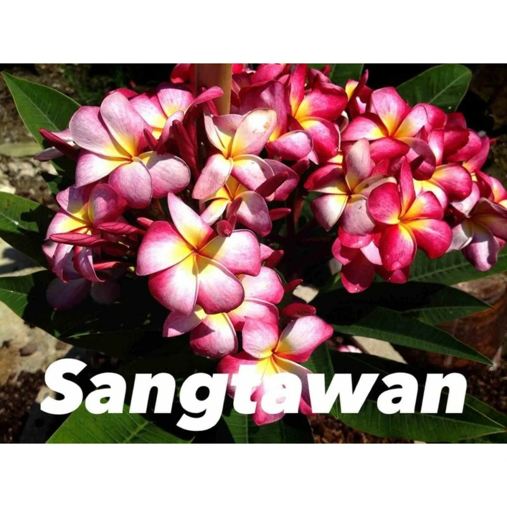 Plumeria Rubra "sangtawan" (frangipanier) Taille Pot De 2 Litres ? 20/30 Cm - Blanc/jaune/rose 3 Plumeria Rubra "sangtawan" (frangipanier) Taille Pot De 2 Litres ? 20/30 Cm - Blanc/jaune/rose