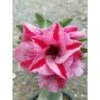 Adenium Obesum Cv.muang Pp Rose - Taille Caudex D'environ 150g -Terre et Verdure 640391cc1076b3.97018542