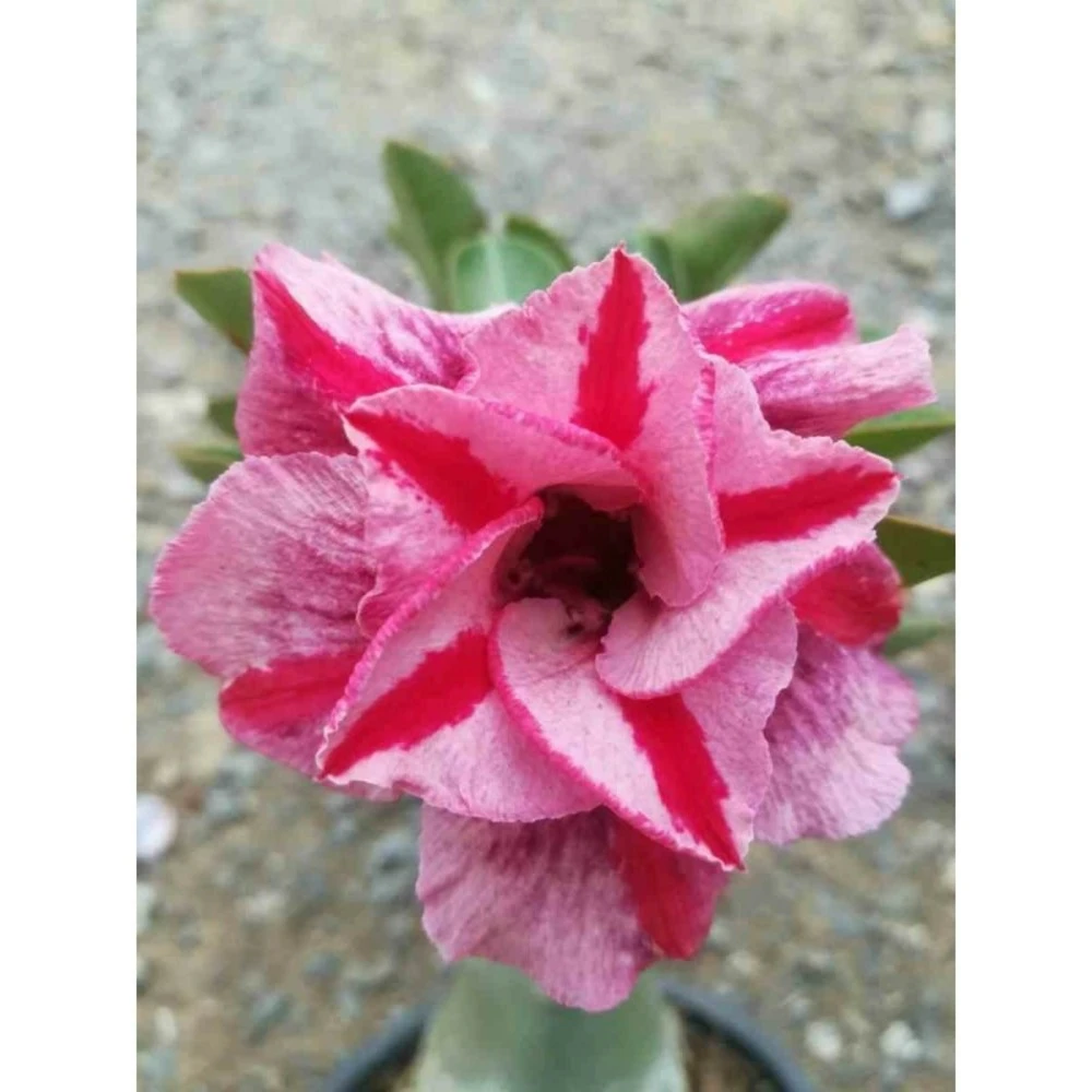 Adenium Obesum Cv.muang Pp Rose - Taille Caudex D'environ 150g 3 Adenium Obesum Cv.muang Pp Rose - Taille Caudex D'environ 150g