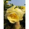 Adenium Obesum Cv.bananas Jaune - Taille Caudex D'environ 2000g 25/30cm Très Gros Caudex 1 Adenium Obesum Cv.bananas Jaune - Taille Caudex D'environ 2000g 25/30cm Très Gros Caudex -Terre et Verdure 640391cd2f8ba8.56462894