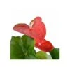 Anthurium Andreanum Rouge Dakota (anthure Flamant Rose, Langue De Feu) Taille Pot De 2 Litres - 50/70 Cm -Terre et Verdure 640391ce61a262.27715622