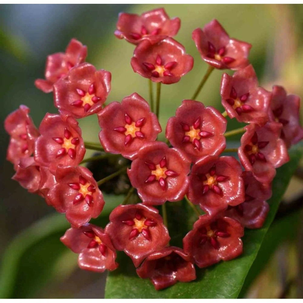 Hoya Siariae (fleur De Porcelaine, Fleur De Cire) Rouge - Taille Pot De 2 Litres - 20/40 Cm 3 Hoya Siariae (fleur De Porcelaine, Fleur De Cire) Rouge - Taille Pot De 2 Litres - 20/40 Cm