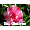 Adenium Obesum Cv.buachompu Rose - Taille Caudex D'environ 2000g 25/30cm Très Gros Caudex -Terre et Verdure 640391d0e747c9.99269380