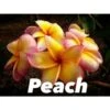 Plumeria Rubra "peach" (frangipanier) Taille Pot De 2 Litres ? 20/30 Cm - Blanc/jaune/rose 2 Plumeria Rubra "peach" (frangipanier) Taille Pot De 2 Litres ? 20/30 Cm - Blanc/jaune/rose -Terre et Verdure 640391d20c9667.13690459