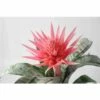 Aechmea Fasciata Taille Pot De 2 Litres - 50/70 Cm 2 Aechmea Fasciata Taille Pot De 2 Litres - 50/70 Cm -Terre et Verdure 640391d33ae803.51805627