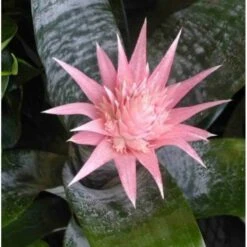 Aechmea Fasciata Taille Pot De 2 Litres - 50/70 Cm -Terre et Verdure 640391d3440d51.35936323