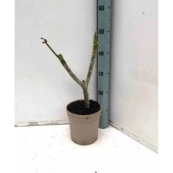 Plumeria Rubra Rose (frangipanier) Taille Pot De 3 Litres ? 40/60 Cm - Rose -Terre et Verdure 640391d87ed7a5.13860435