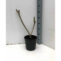 Plumeria Rubra Rose (frangipanier) Taille Pot De 3 Litres ? 40/60 Cm - Rose -Terre et Verdure 640391d895a591.41393124