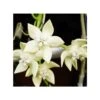 Hoya Imperialis White (fleur De Porcelaine, Fleur De Cire) Blanc - Taille Pot De 2 Litres - 20/40 Cm -Terre et Verdure 640391dd540a70.14281453