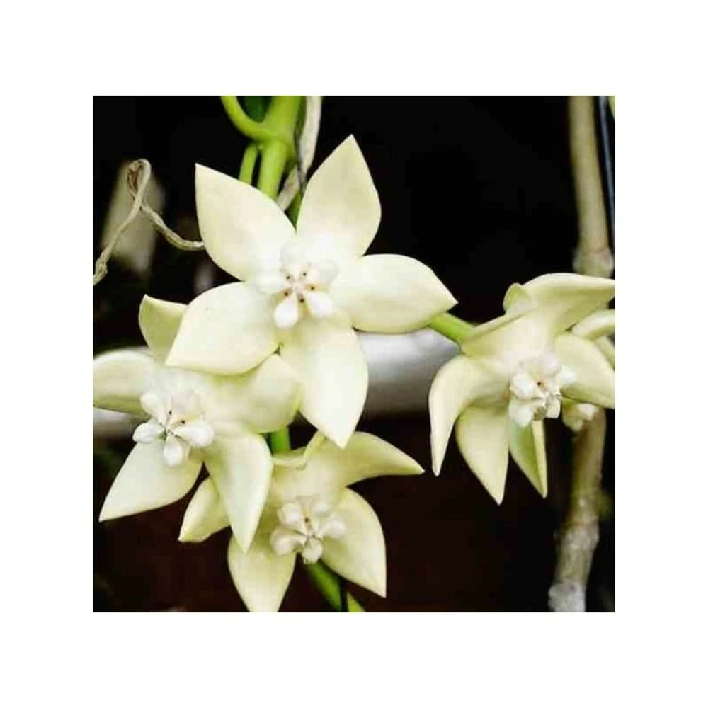 Hoya Imperialis White (fleur De Porcelaine, Fleur De Cire) Blanc - Taille Pot De 2 Litres - 20/40 Cm 3 Hoya Imperialis White (fleur De Porcelaine, Fleur De Cire) Blanc - Taille Pot De 2 Litres - 20/40 Cm