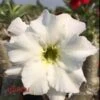 Adenium Obesum Cv. Unicorn Blanc - Taille Caudex D'environ 2000g 25/30cm Très Gros Caudex 1 Adenium Obesum Cv. Unicorn Blanc - Taille Caudex D'environ 2000g 25/30cm Très Gros Caudex -Terre et Verdure 640391de687164.11679762