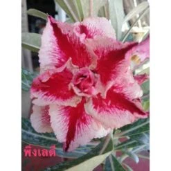 Adenium Obesum Cv.pink Lady Rouge - Taille Caudex D'environ 2000g 25/30cm Très Gros Caudex