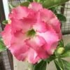 Adenium Obesum Cv.leera Pink Rose - Taille Caudex D'environ 150g 2 Adenium Obesum Cv.leera Pink Rose - Taille Caudex D'environ 150g -Terre et Verdure 640391e0b9b8a3.62978506