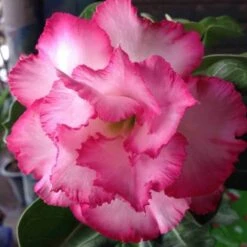 Adenium Obesum Cv.leera Pink Rose - Taille Caudex D'environ 150g -Terre et Verdure 640391e0bce8c1.46000702
