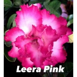 Adenium Obesum Cv.leera Pink Rose - Taille Caudex D'environ 150g -Terre et Verdure 640391e0c02fb0.12902246