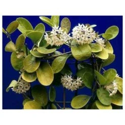 Hoya Australis (fleur De Porcelaine, Fleur De Cire) Taille Pot De 2 Litres - 20/40 Cm - Blanc Et Rose -Terre et Verdure 640391e20bd725.31336621