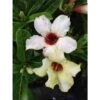 Adenium Obesum Cv.summer Snow Jaune - Taille Caudex D'environ 2000g 25/30cm Très Gros Caudex -Terre et Verdure 640391e726b592.34430625