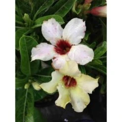 Adenium Obesum Cv.summer Snow Jaune - Taille Caudex D'environ 2000g 25/30cm Très Gros Caudex